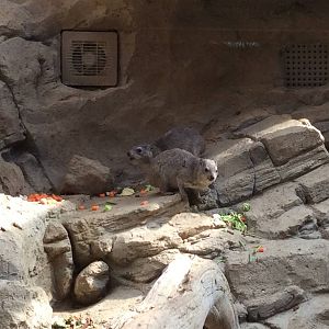 Rock Hyrax 300314