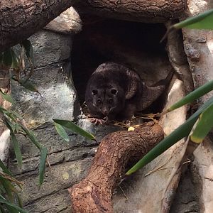 Ground Cuscus 300314