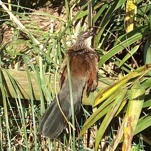White-browsed Coucal 300314