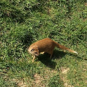 Yellow Mongoose 300314