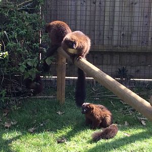 Red-bellied Lemur 300314