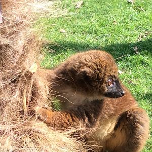 Red-bellied Lemur 300314