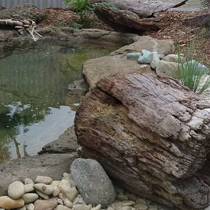 Lizard and turtle enclosure