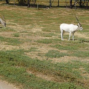 Addax