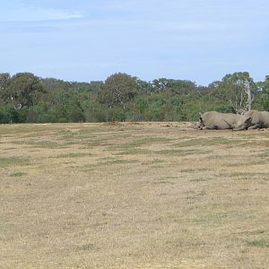 Zebra and White Rhino