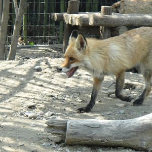 Red Fox at Shanghai zoo 2014-4-3