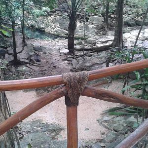 Collared peccary enclosure