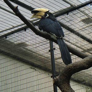 Malabar Pied Hornbill at Shanghai zoo 2014-4-3