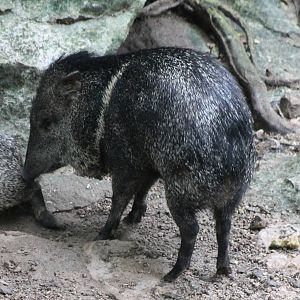 Collared peccary