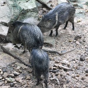 Collared peccaries