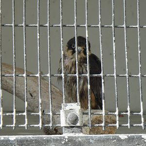 Eurasian hobby at Shanghai zoo 2014-4-3