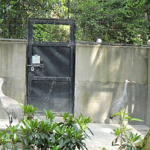 Sandhill crane at Shanghai zoo 2014-4-3