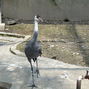 Hooded Crane at Shanghai zoo 2014-4-3
