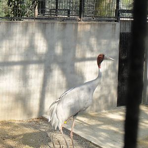 Sarus Crane at Shanghai zoo 2014-4-3