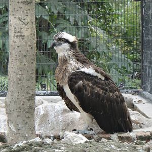 Osprey at Shanghai zoo 2014-4-3