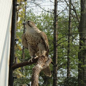 Saker falcon at Shanghai zoo 2014-4-3