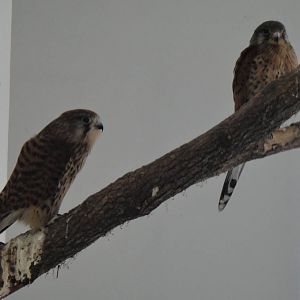 Eurasian kestrel at Shanghai zoo 2014-4-3