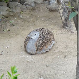 Great bustard at Shanghai zoo 2014-4-3