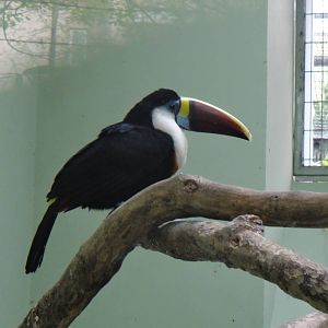Red-billed toucan at Shanghai zoo 2014-4-3
