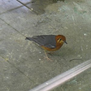 Orange-headed thrush at Shanghai zoo 2014-4-3