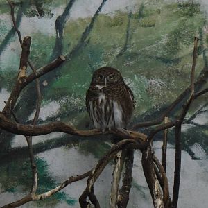 Cuckoo owlet at Shanghai zoo 2014-4-3