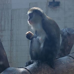 Lowe's mona monkey at Shanghai zoo 2014-4-3