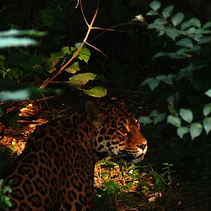 Jaguar