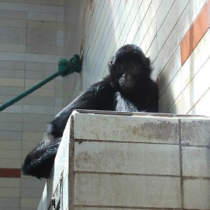 Black-headed spider monkey at Shanghai zoo 2014-4-3