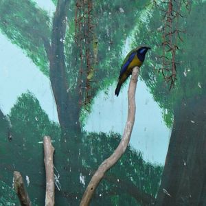 Orange-bellied leafbird at Shanghai zoo 2014-4-3