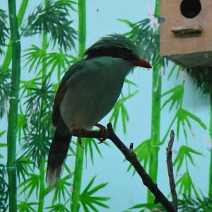 Green Magpie at Shanghai zoo 2014-4-3