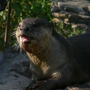 Eurasian otter