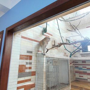 Patas Monkey at Shanghai zoo 2014-4-3