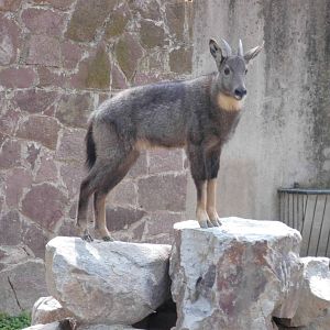 Goral at Shanghai zoo 2014-4-3