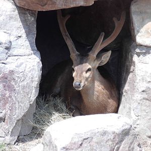 Hog Deer at Shanghai zoo 2014-4-3