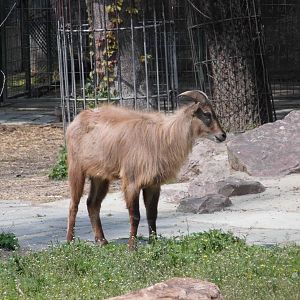 Himalayan Tahr at Shanghai zoo 2014-4-3