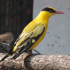 Black-naped oriole at Shanghai zoo 2014-4-3