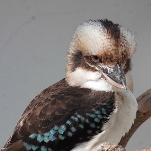 Laughing kookaburra at Shanghai zoo 2014-4-3