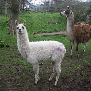 Newly arrived Llamas, 4th April 2014