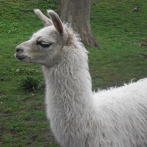 Newly arrived unnamed young Llama, 4th April 2014