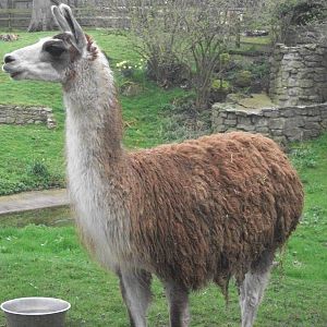 Brenda, newly arrived Llama, 4th April 2014