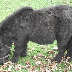 Percy, 4th April 2014