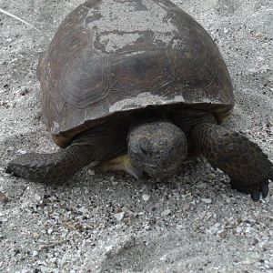 Gopher Tortoise