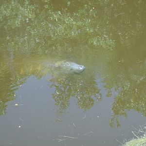 Florida Manatee