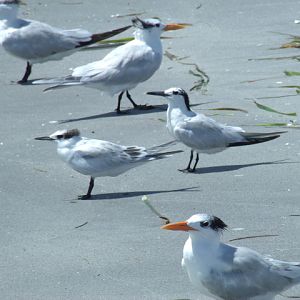 Royal Terns