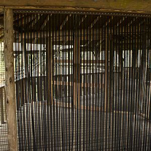 Gray langur aviary, 4/5/14
