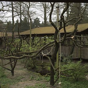 Gray langur aviary, 4/5/14