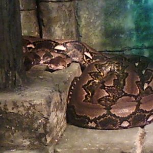 Cleveland Zoo recticulated Python