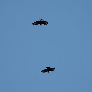 Common buzzards