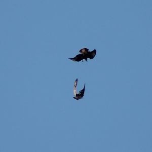 Common buzzards mating flight