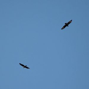 Common buzzards mating flight